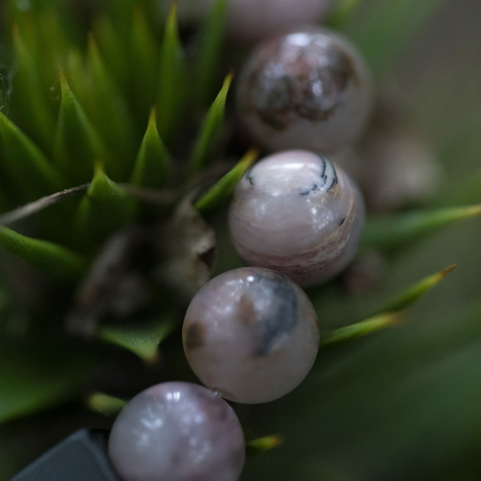 Roze Rhodoniet - Dames Kralen Armband