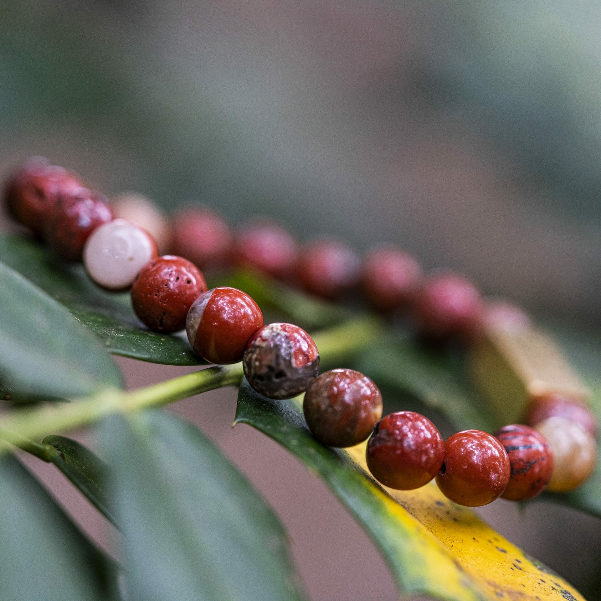 Diep Rode Jasper Kralen Armband (Liefdes armband met Namen)