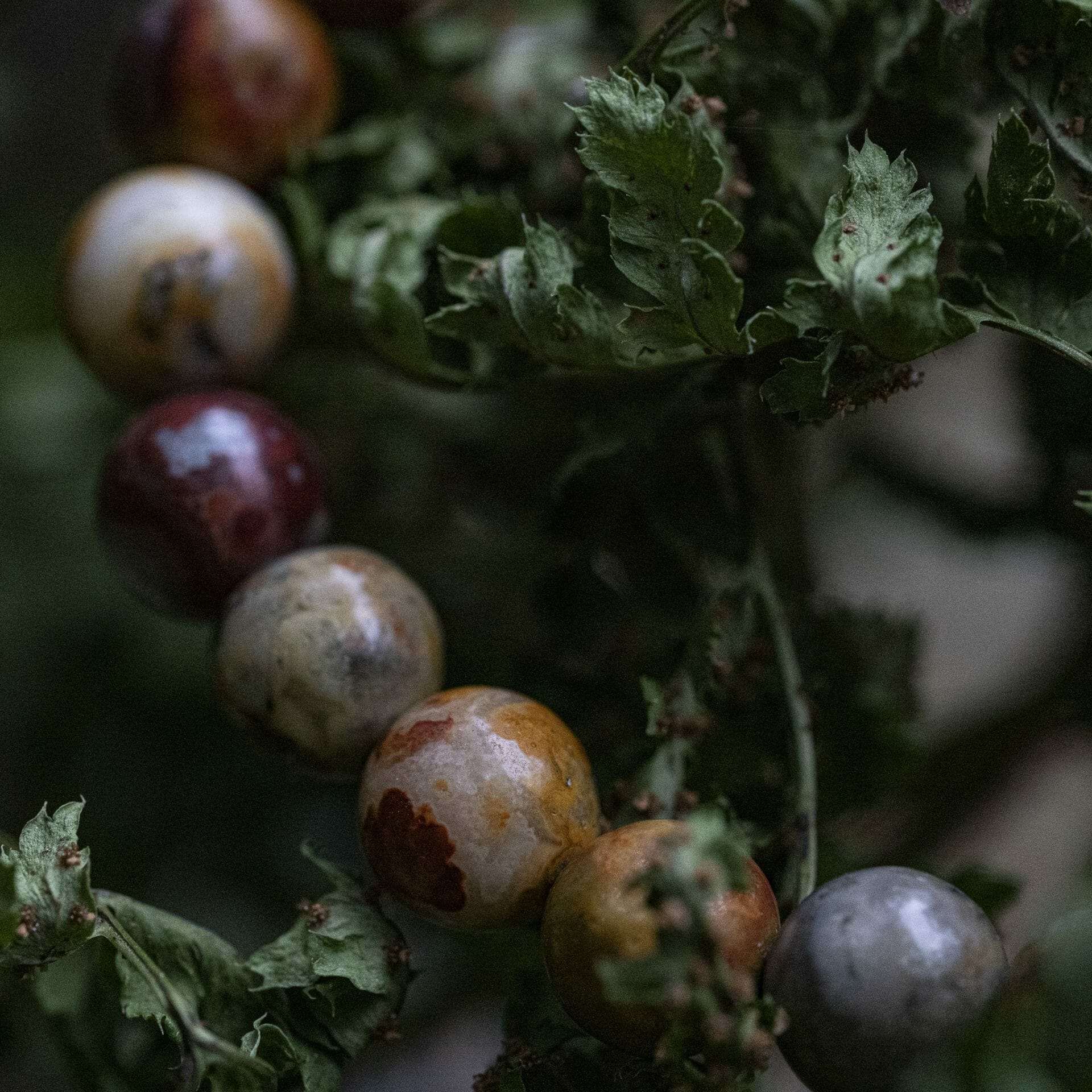 Mexicaanse Agaat - Kleurrijke 8mm kralen armband