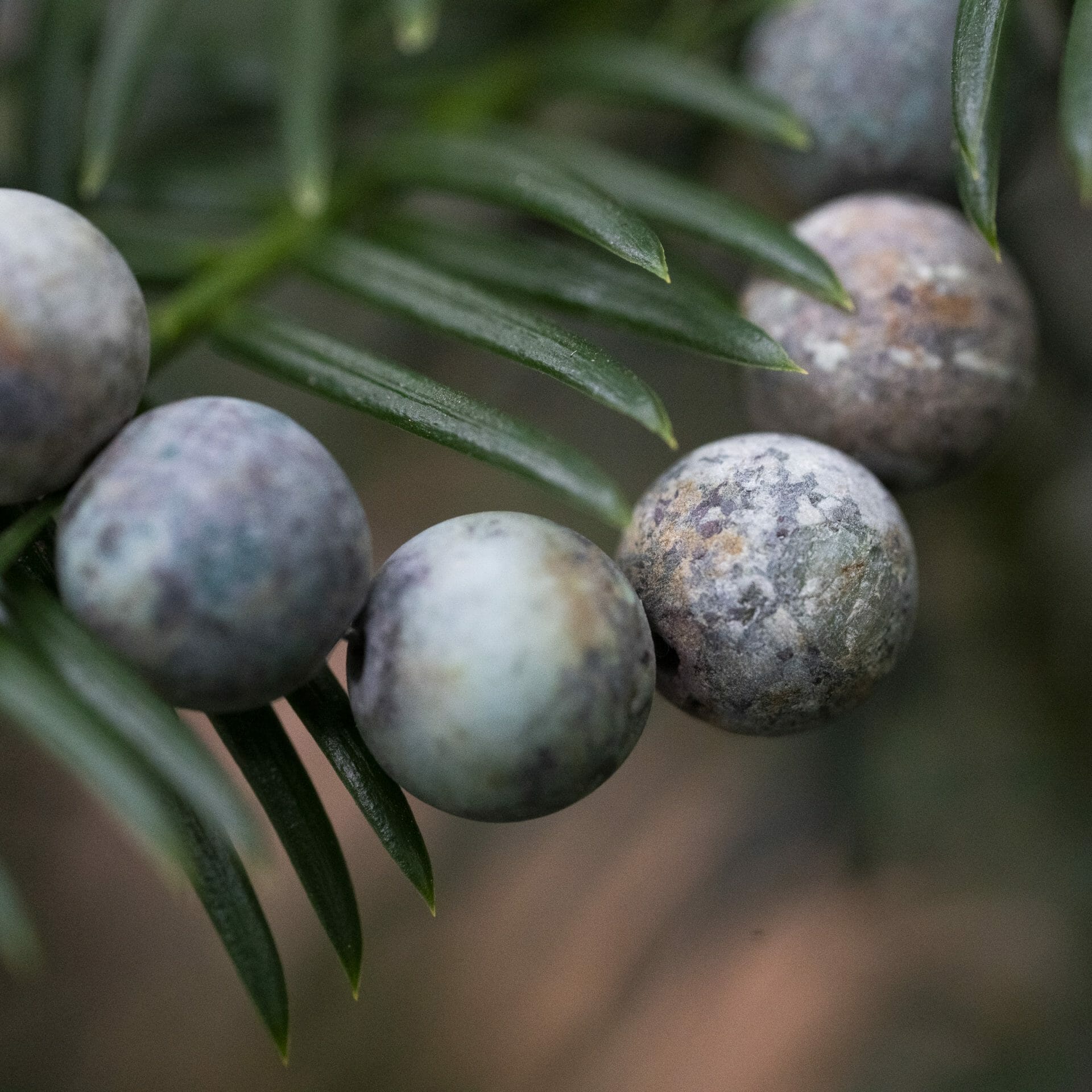 Afrikaanse Matte Turquoise Kralen Armband – 10mm Stenen