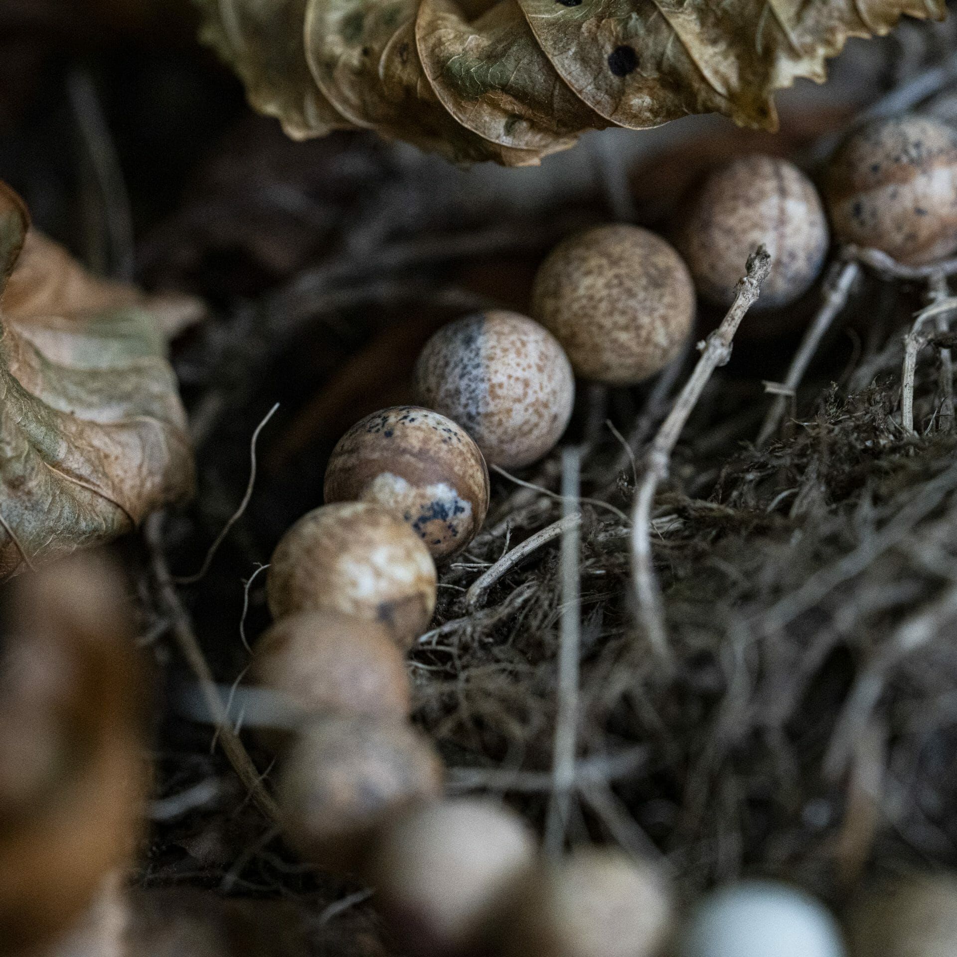 Bevroren ‘Picture Jasper’ – Gouden Naamgravure Kralen armband